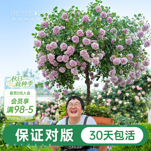 海妈家自产月季花苗易养护包对版