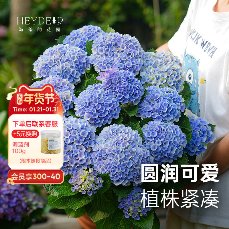海蒂的花园 魔幻革命紧凑大花绣球花可调色阳台庭院盆栽花卉植物,鲜花速递/花卉仿真/绿植园艺,绣球/木绣球/木本植物,淘宝优惠券,粉丝福利购,淘宝优惠卷