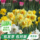 花园旗舰店洋水仙种球进口重瓣大花球根花卉植物裸球根预售 海蒂