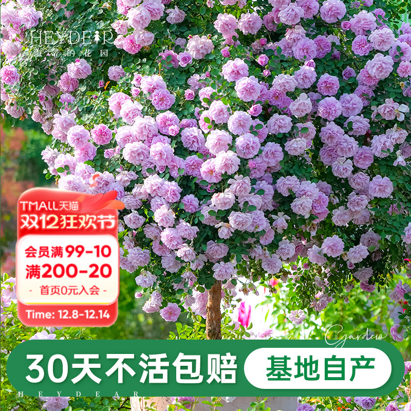 基地自产月季花苗累计销售30万+