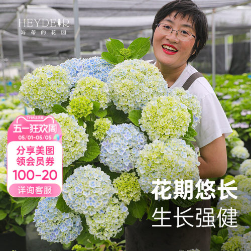 小众品种大花绣球不易撞款