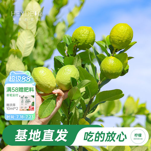 香水柠檬树树苗植物盆栽