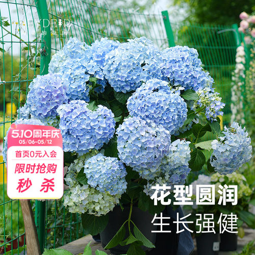 海妈家自产绣球花苗新手易养