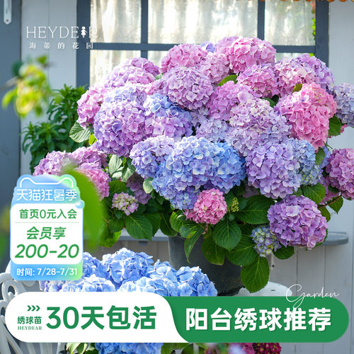 海蒂的花园旗舰店绣球盆栽绣球苗花园阳台可种无尽星河万华镜花苗