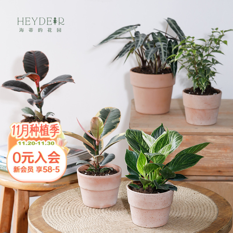 客厅办公室懒人好养绿植