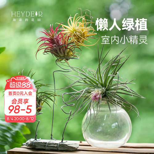 空气凤梨无土植物室内趣味绿植