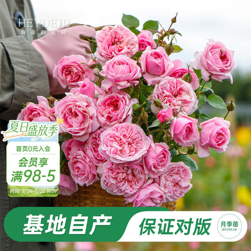 海蒂的花园铃之妖精微型灌木月季