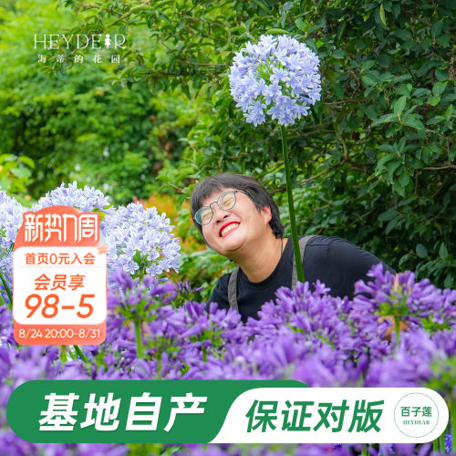 草本植物花箭挺立花朵如球