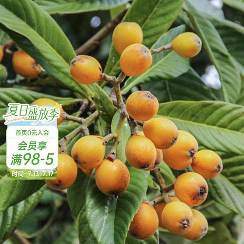 种植白沙枇杷海蒂的花园