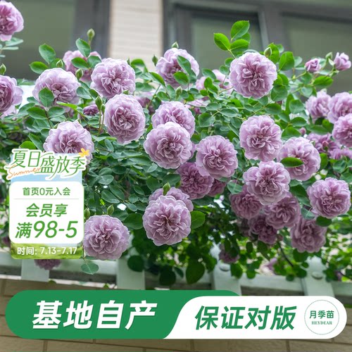 海蒂的花园蓝色阴雨月季