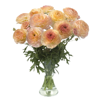 花毛茛进口种球花色丰富