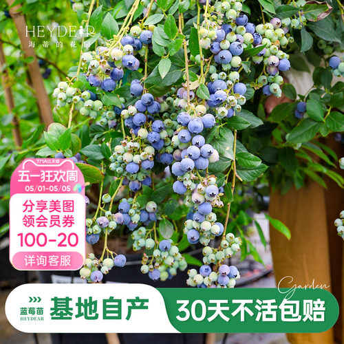 蓝莓苗当年可结果原盆原土发货