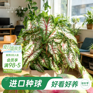 海蒂的花园官方旗舰店彩叶芋种球白色恋人粉色飞溅彩叶芋盆栽球根