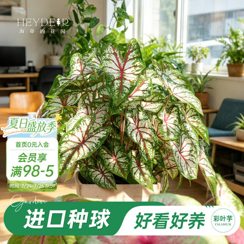 好种易发芽室内可栽种