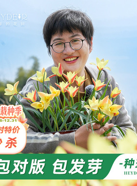 海蒂的花园旗舰店原生郁金香种球可复花多年生花卉球根阳台庭院