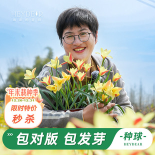海蒂 花园旗舰店原生郁金香种球可复花多年生花卉球根阳台庭院