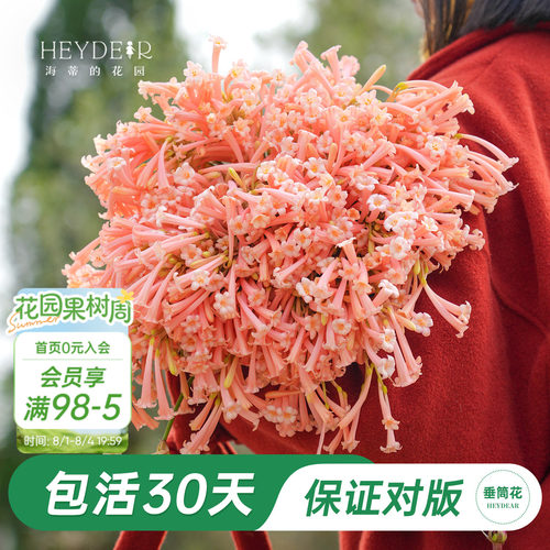 海妈家冬季开花球根花卉植物
