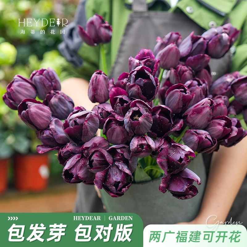 郁金香5度球自然球花卉春季开花