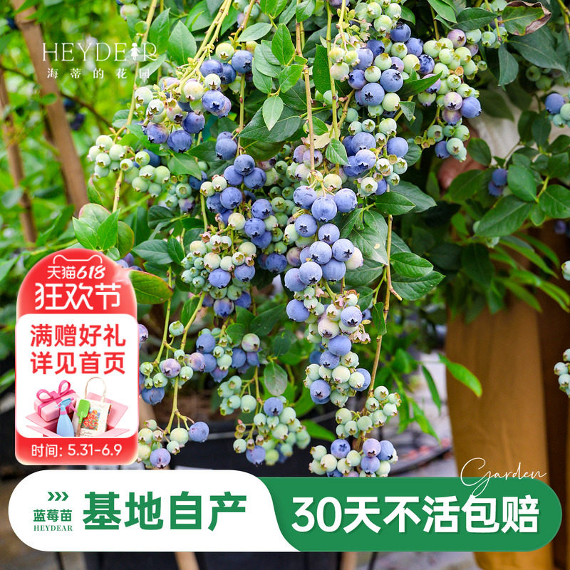 海蒂的花园旗舰店蓝莓树果苗盆栽带花或带果水果树苗阳台花卉绿植