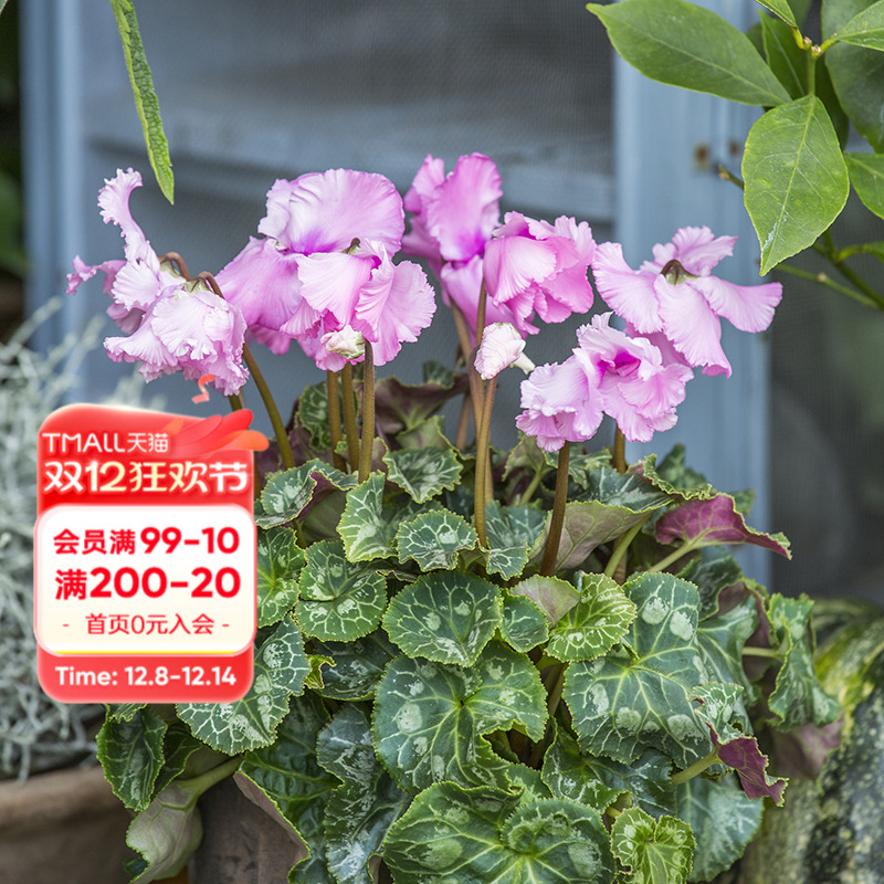 海蒂的花园仙客来窗台好养盆栽苗