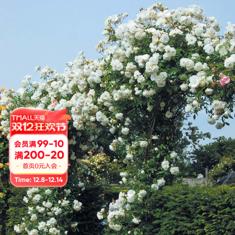 海蒂的花园爬藤月季拱门花柱植物