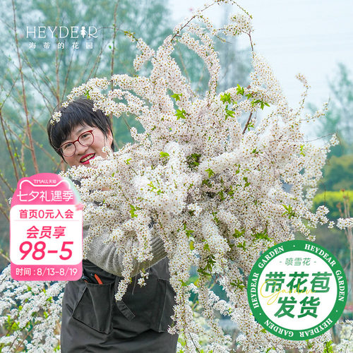 海妈家雪柳盆栽带花苞发货