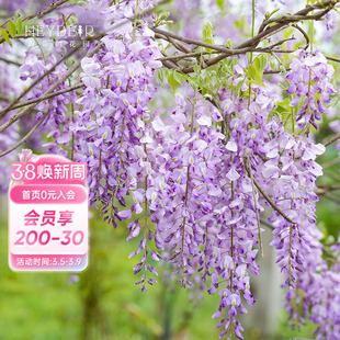 海蒂的花园普罗旺斯紫藤花卉盆栽苗爬藤植物庭院阳台苗易活好种