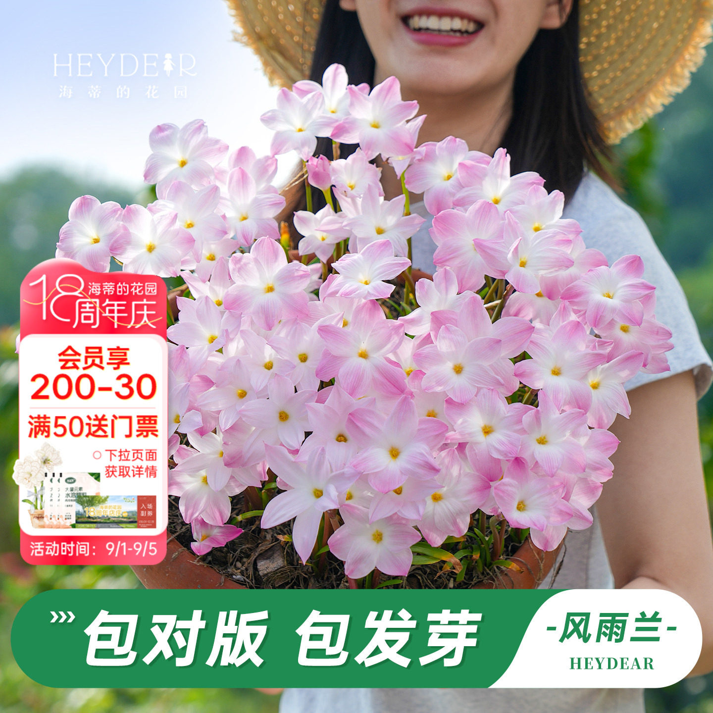 海蒂的花园风雨兰多年生花卉图片