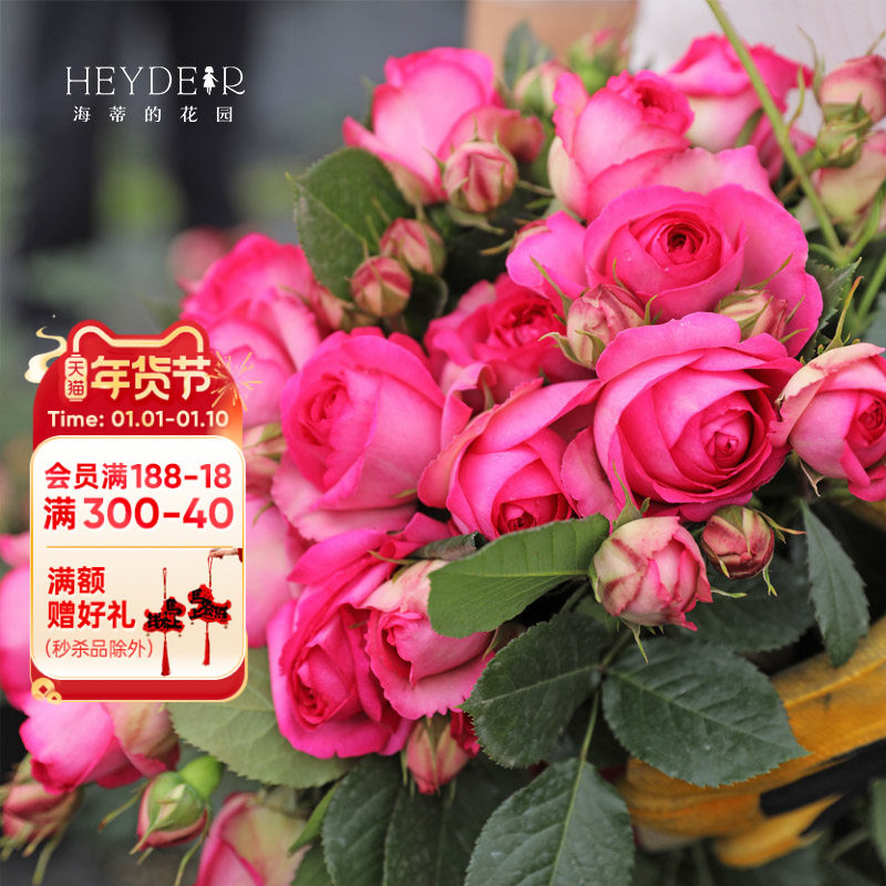 海蒂的花园深粉龙沙宝石爬藤月季拱门花墙植物阳台庭院花卉盆栽苗