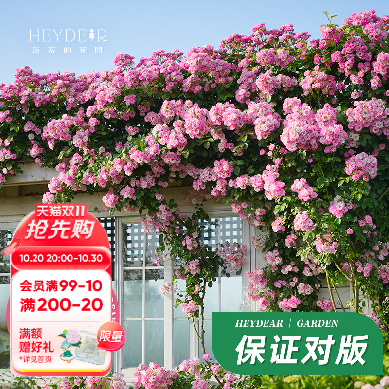 海蒂的花园藤本蓝色阴雨植物易活