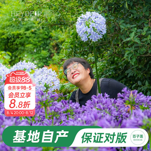 草本植物花箭挺立花朵如球