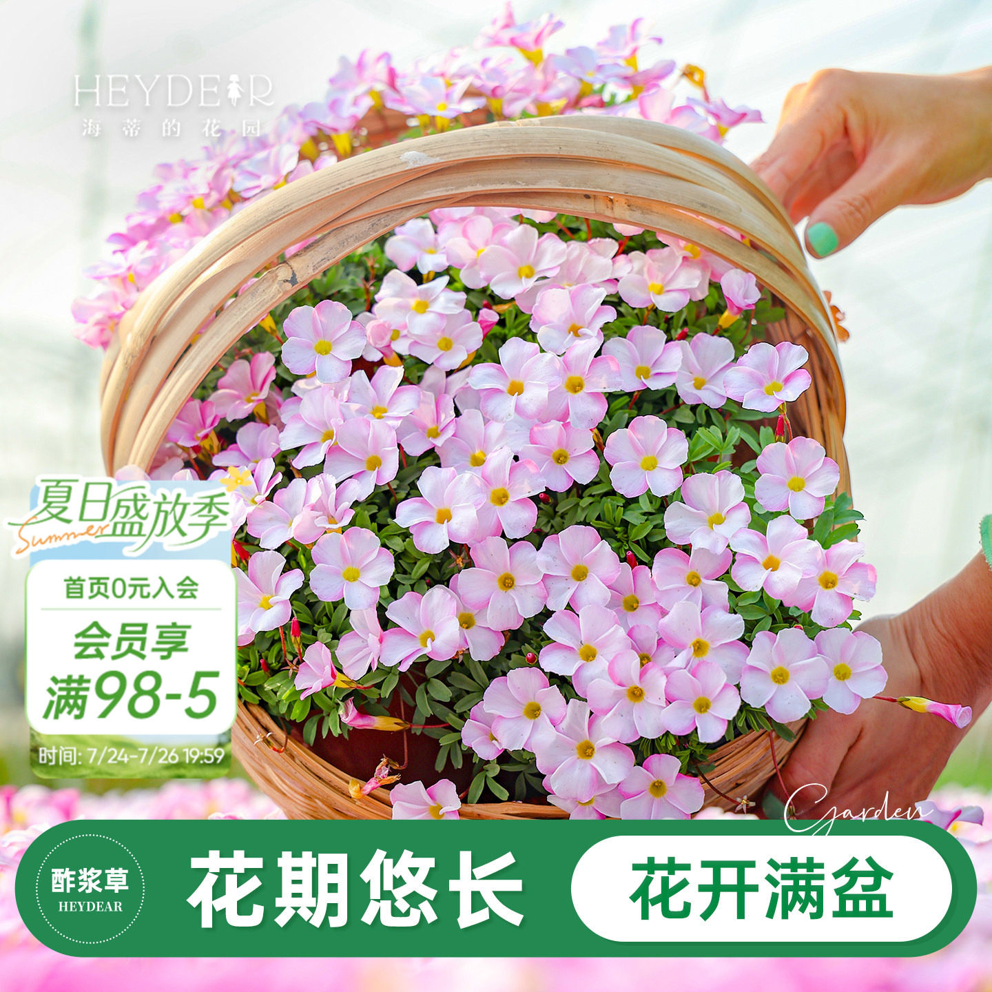 海蒂的花园旗舰店酢浆草盆栽苗多年生好养植物阳台庭院球根花卉