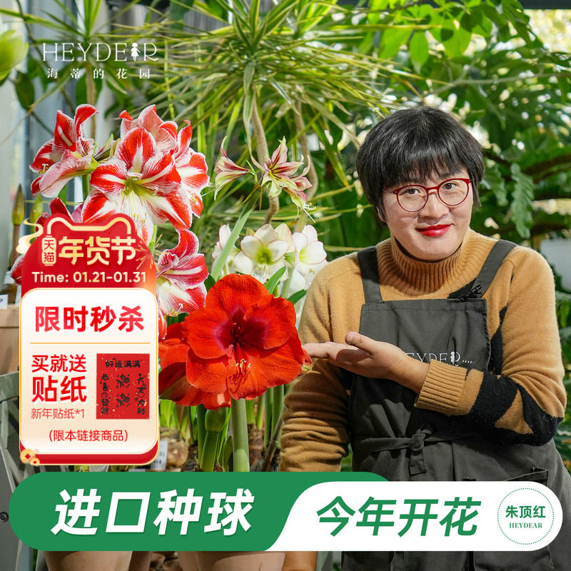 海蒂的花园旗舰店进口朱顶红种球多年生球根花卉盆栽阳台植物,鲜花速递/花卉仿真/绿植园艺,种球/裸根,淘宝优惠券,粉丝福利购,淘宝优惠卷