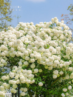 海蒂的花园中华木绣球斗球灌木花卉庭院大型造景木本植物盆栽树苗