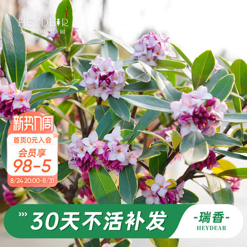 海蒂的花园金边瑞香阳台花卉