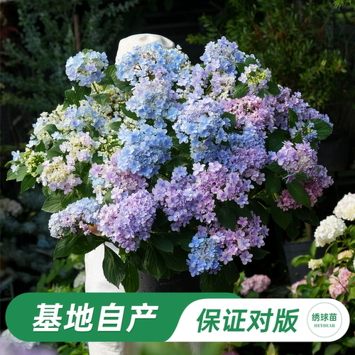 海妈家佳澄可调色耐阴绣球花