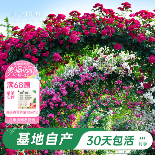 海蒂的花园藤本月季花卉盆栽