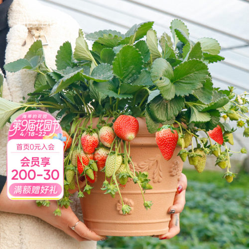 包对版可结果草莓苗香甜可口