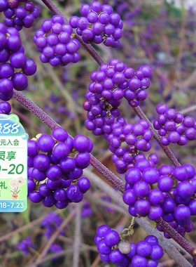 海蒂日本矮紫珠花灌木观果植物