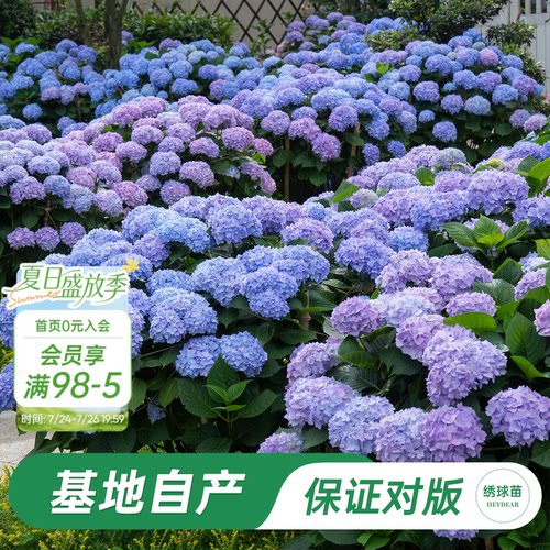 海蒂的花园无尽夏绣球盆栽