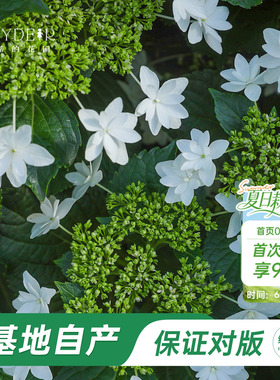 海蒂的花园官方旗舰店白色天使绣球花苗白色大花绣球庭院阳台花卉