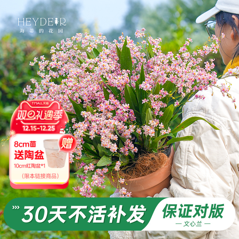 梦香文心兰室内开花香气四溢