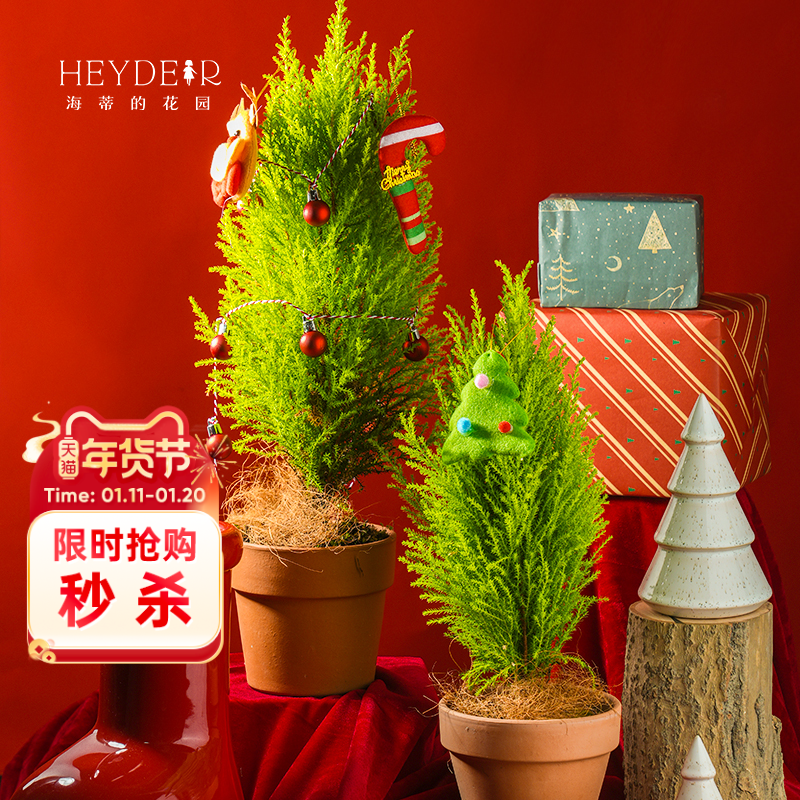 海蒂的花园 小香松圣诞树松柏常绿植物阳台庭院观叶绿植盆栽树苗,鲜花速递/花卉仿真/绿植园艺,绿植,淘宝优惠券,粉丝福利购,淘宝优惠卷