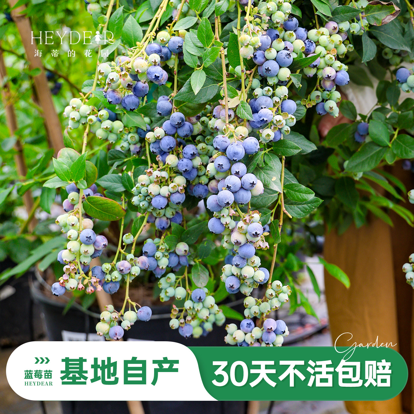 蓝莓苗当年可结果原盆原土发货图片