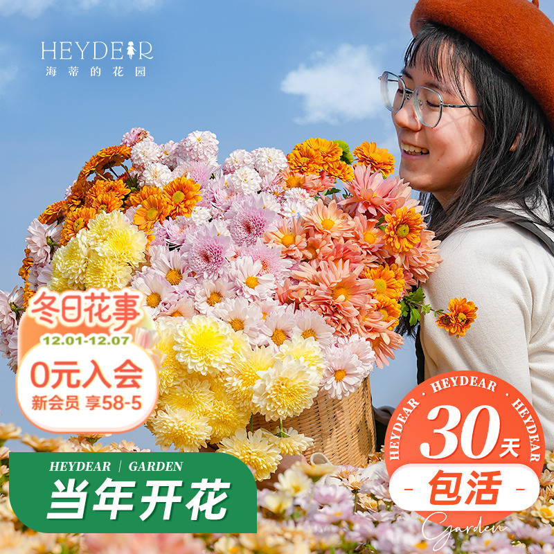 球菊切花菊玛格丽特盆栽花苗