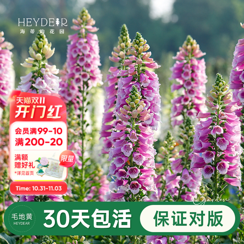 海妈家自产毛地黄盆栽苗包对版