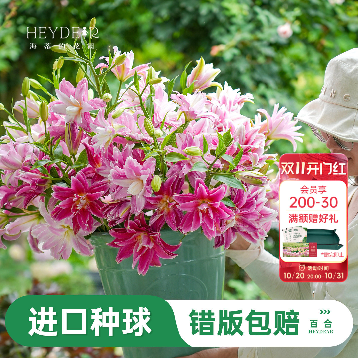 进口百合种球易养易开花