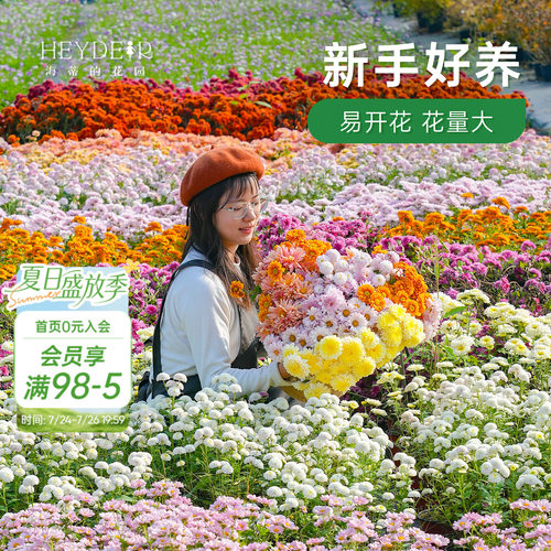 球菊切花菊玛格丽特盆栽花苗