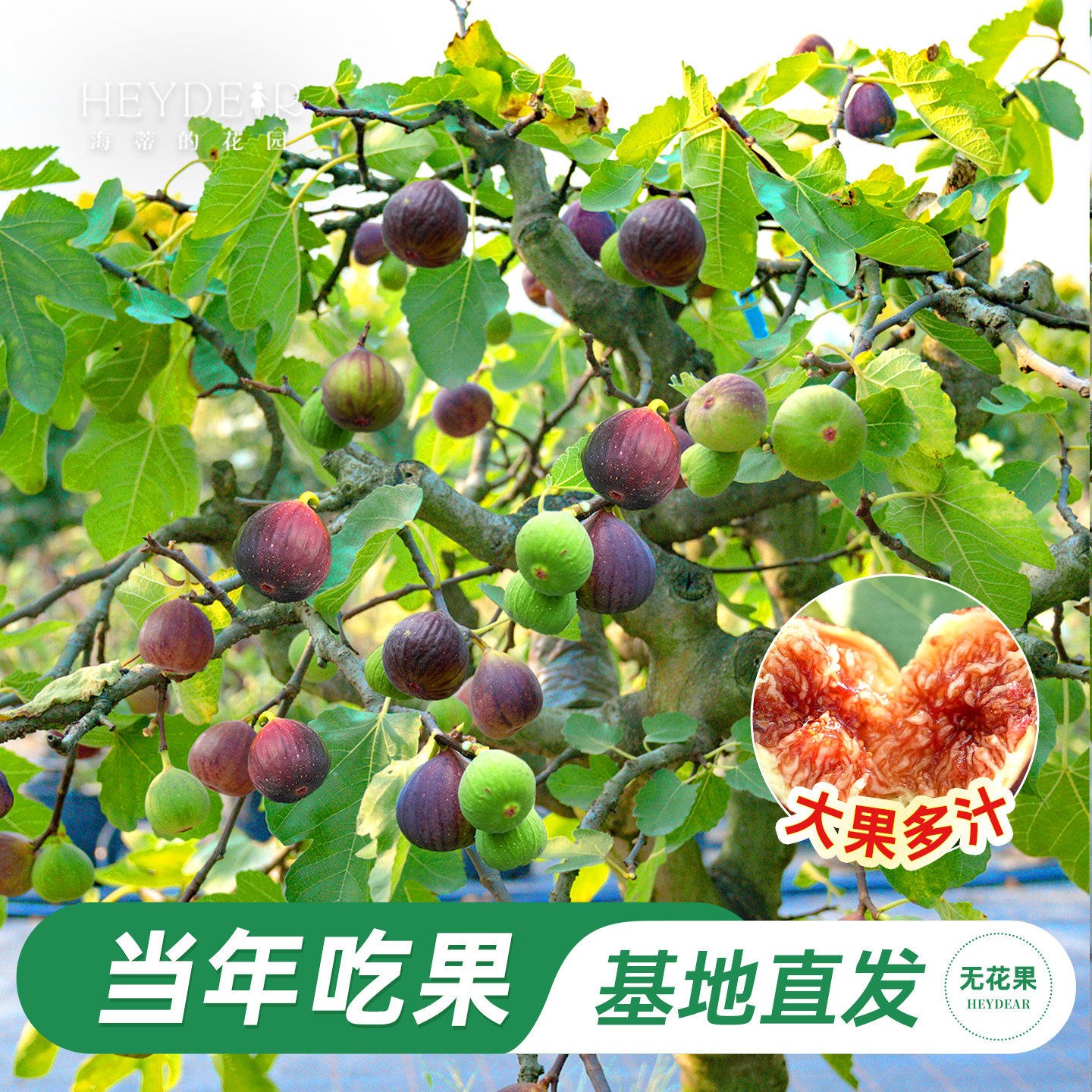 海蒂的花园无花果树果苗大果盆栽芭劳奈波姬红家庭水果树种植耐热