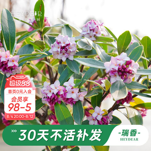 海蒂的花园金边瑞香阳台花卉